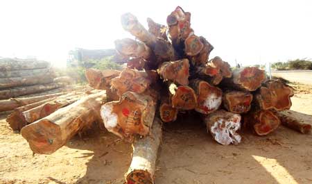 Teak Wood Round Logs