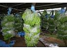 Fresh Cavendish Banana
