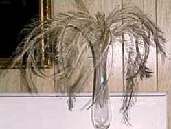 Emu Feathers