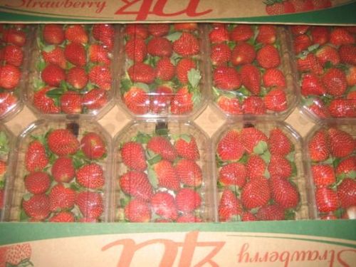 Strawberry, Certification : iso, Packaging Type : red & pink
