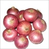 Red onion For Human Consumption