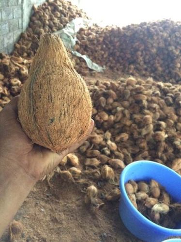 Coconut, Color : Brown