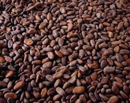Cocoa beans, Packaging Size : 5-25kg