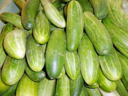 Fresh Cucumbers