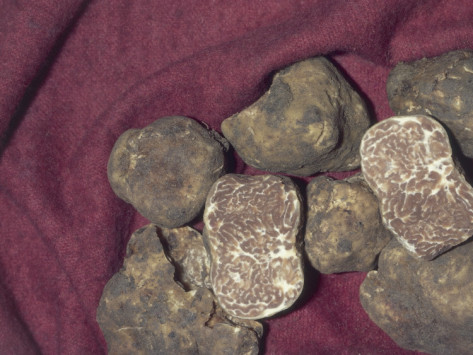 Fresh Black Truffle Mushrooms