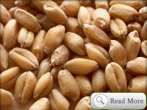 Wheat, Part : Food