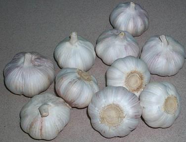 Fresh White Garlic