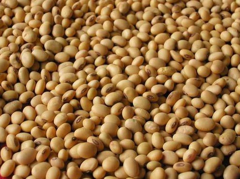 Soybean Seeds