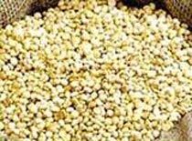 Sorghum Seeds