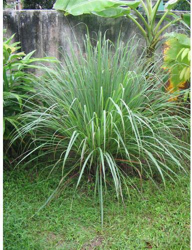 Organic Lemongrass Plants, For Plantation