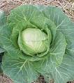 Fresh cabbage, Storage Tips : Store In A Cool Place