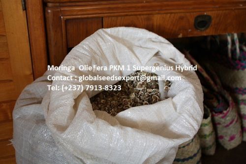 Moringa seeds