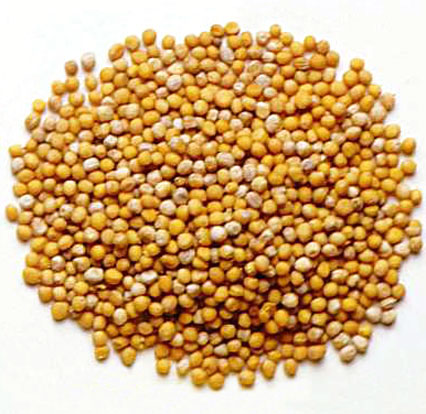 Mustard seed