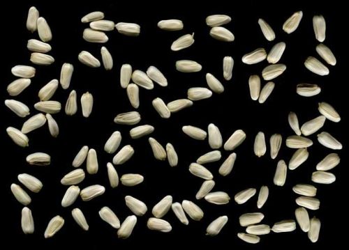 Safflower Seed