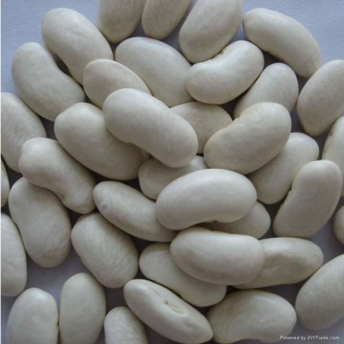 White kidney beans, Cultivation Type : Organic
