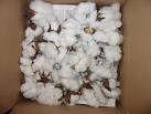 Raw cotton, Packaging Type : Loose