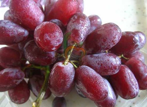 Egyptian Fresh Grapes