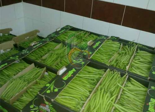 Egyptian Fresh Green Beans