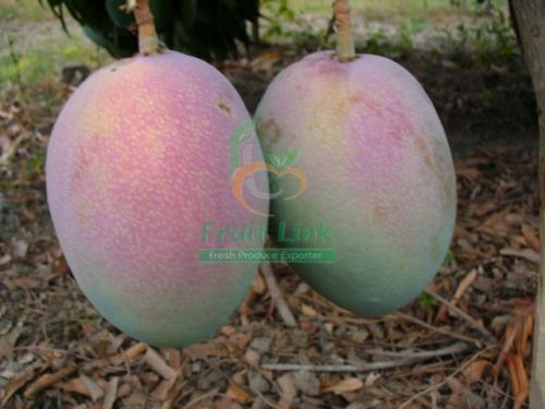 Egyptian Fresh Mango