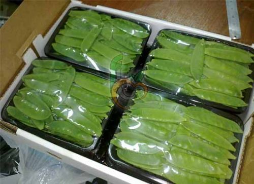 Egyptian Fresh Snow Peas