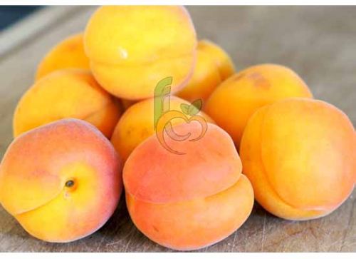 Fresh Apricots