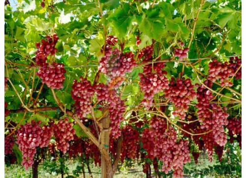 Fresh grapes, Brand Name : Fruit link