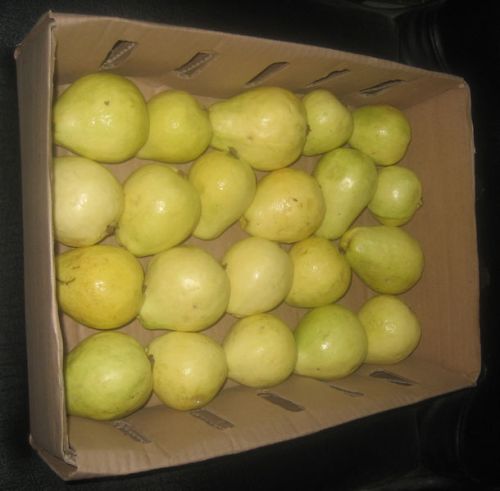 Fresh guava, Packaging Size : 25-50kg