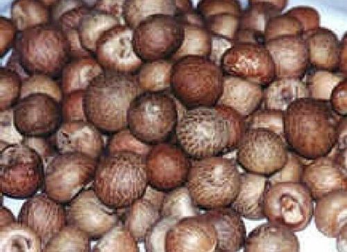 Areca nut
