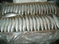 Frozen Mackerel Fish