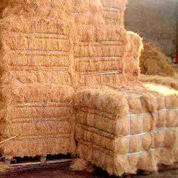 Coir Fiber, Pattern : Raw