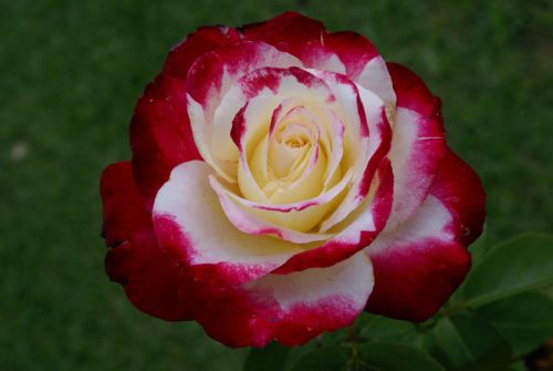 Double Delight Hybrid Tea Rose