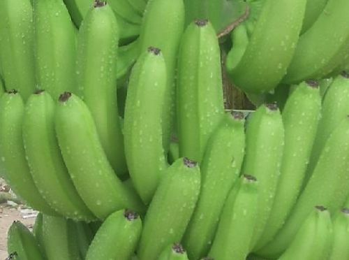 Fresh Green Cavendish Banana..., Brand Name : Dole/Del monte