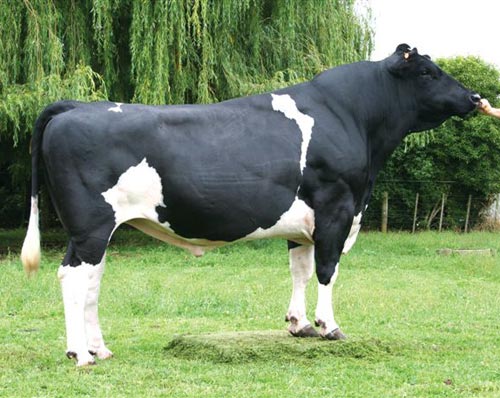 Hf Bull, Color : Black White