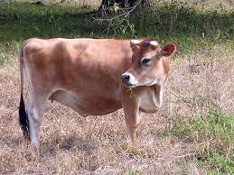 Jersey Heifer, Color : Brown