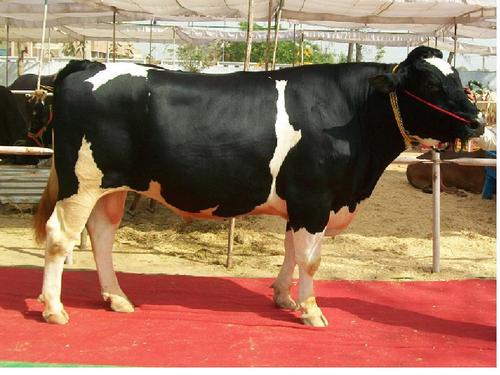 Male Cow