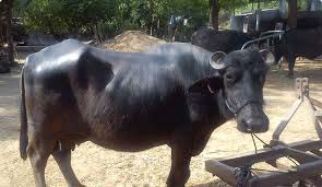 Mehsana Buffalo, Color : Black