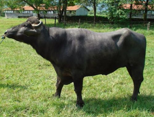 Murrah Bull, Color : Black