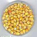 Meat Meal, Bone Bone Meal