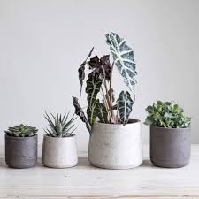 Plant pots