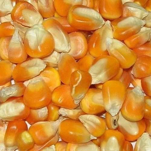 Yellow maize, Speciality : Organic