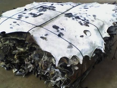 Dry Salted Cattle Hides