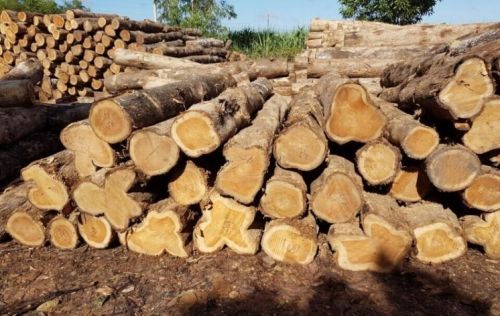 Teak Roud Logs, Shape : Round, Grade : AA