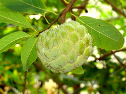 Custard Apple