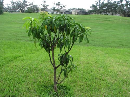 Natural Kesar Mango Tree Plants, Color : Natural Green