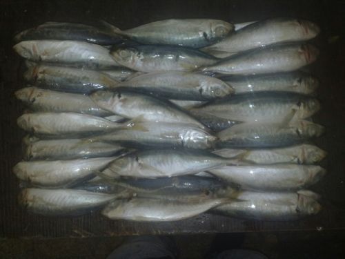 Frozen Horse Mackerel Fish