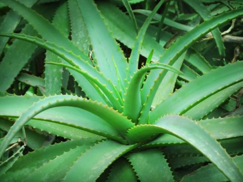 Aloe Vera Leaf, Grade : First