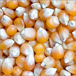Maize, Cultivation Type : Natural
