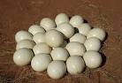 Fertile Hatching and Fresh Ostrich Eggs