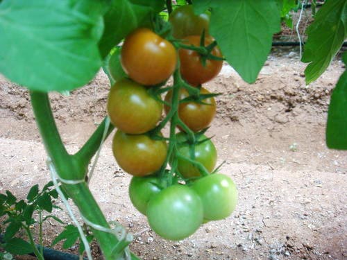 Cherry Tomato