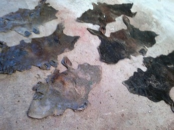 Goat Skin, Goat Hides